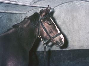 Das Gebäude wurde ursprünglich als Pferdestall genutzt